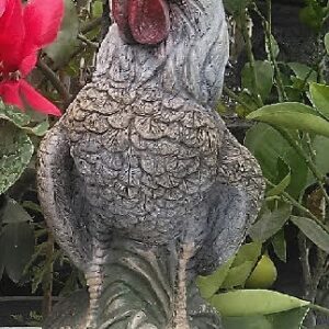 Rooster