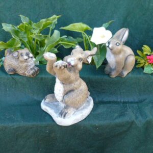 Playful Rabbit